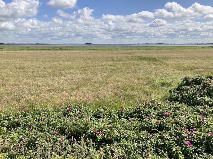 Landschaft bei Ulfborg in Mitteljütland