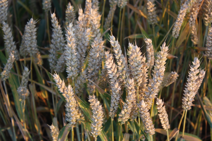 Weizen enthält zu fast neun Prozent Gluten